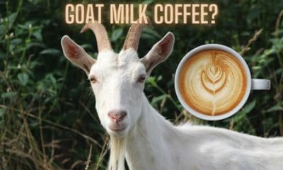 Goat Milk Coffee