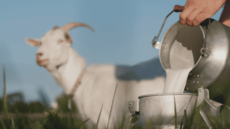 Goat Milk: Goat Milk Coffee